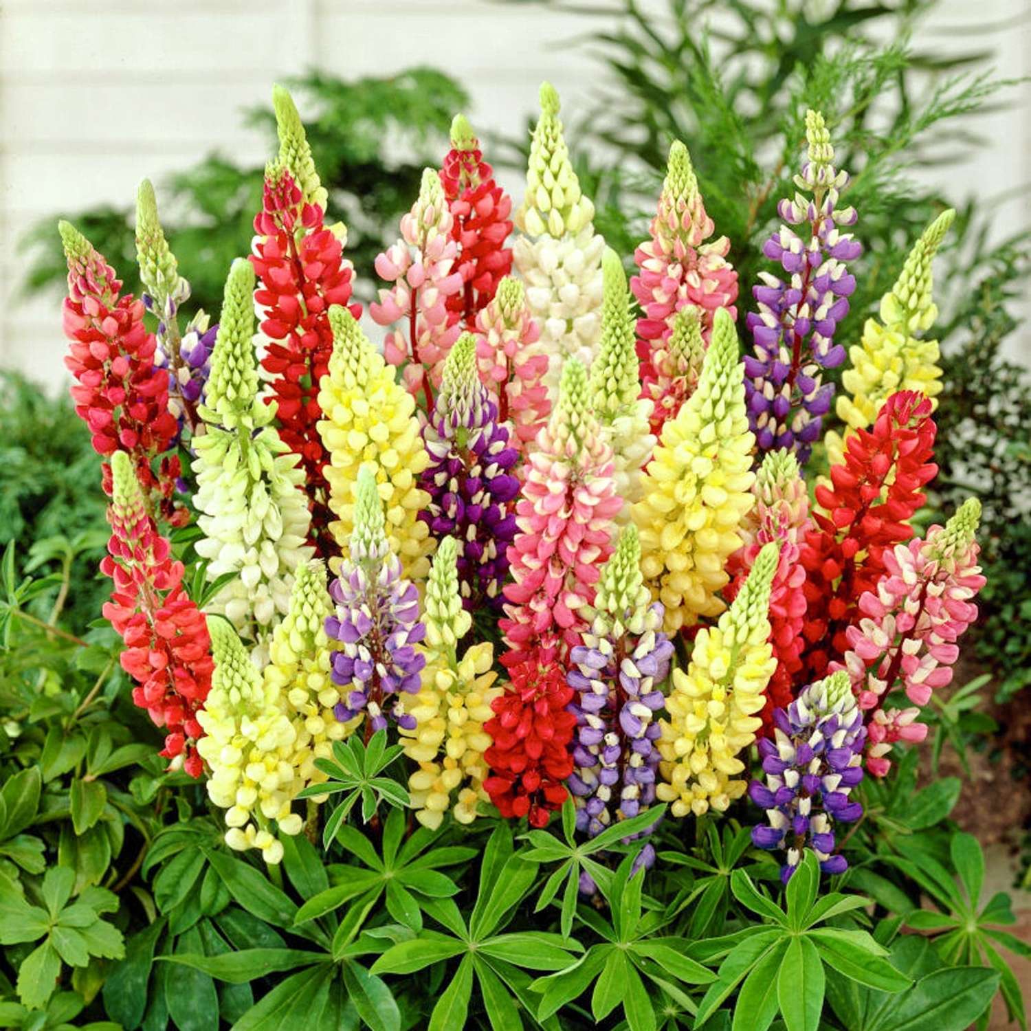 Lupin Mix (10 stk)